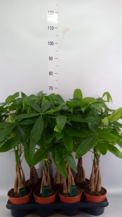 <h4>Pachira aquatica</h4>