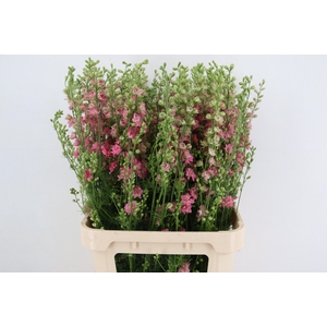 CONS R Q ROSE 090CM