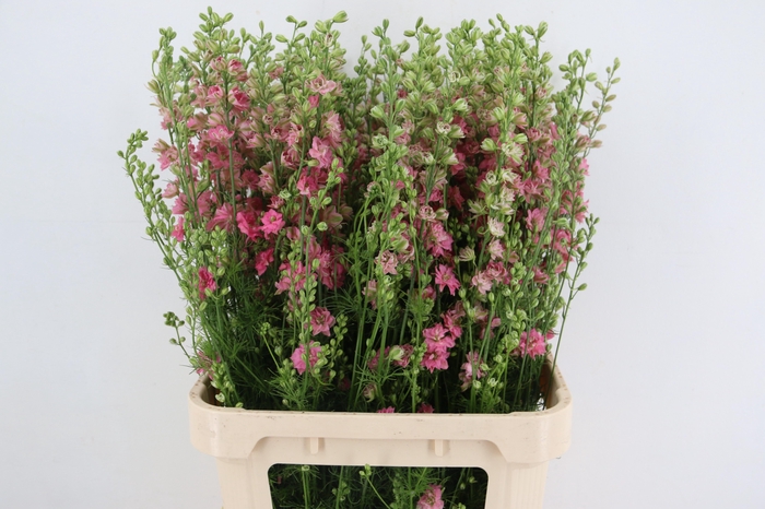 <h4>CONS R Q ROSE 090CM</h4>