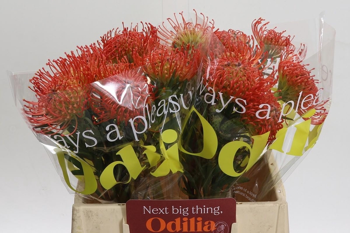 <h4>Nutans Succession</h4>