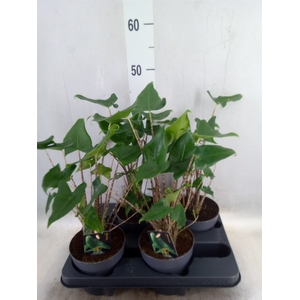 Alocasia zebrina 'Siberian Tiger'
