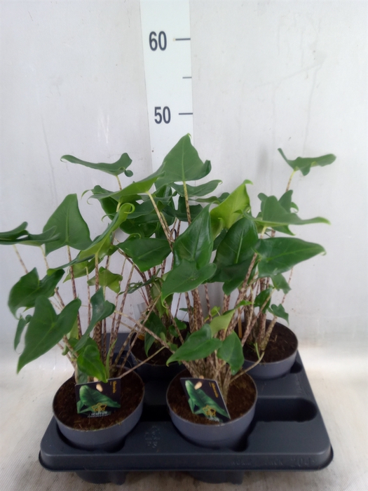 <h4>Alocasia zebrina 'Siberian Tiger'</h4>