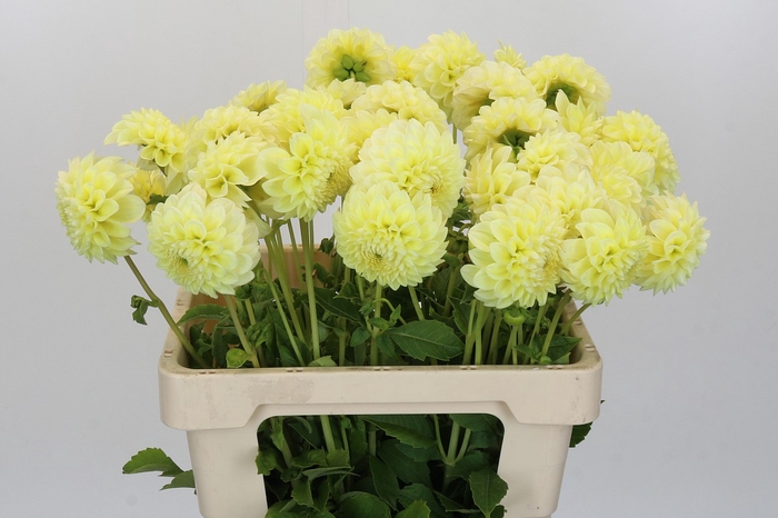 <h4>Dahlia Banana Baby</h4>