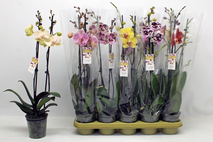 <h4>PHAL GEM 10 KL</h4>