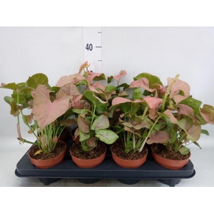 Syngonium podop.