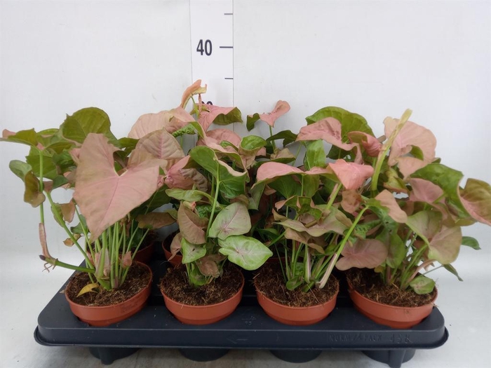 Syngonium podop.