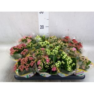 Kalanchoe blos.   ..rosebud mix  5