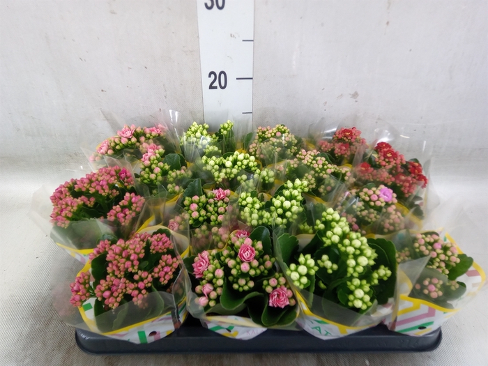 <h4>Kalanchoe blos.   ..rosebud mix  5</h4>