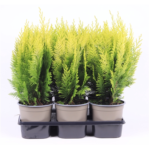 <h4>Chamaecyparis lawsoniana 'Stardust'</h4>