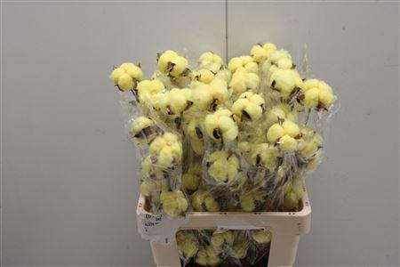 <h4>Katoen Yellow</h4>