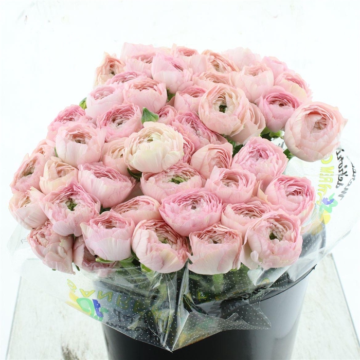 <h4>Ran Su Sr Rosa 416 Extra</h4>