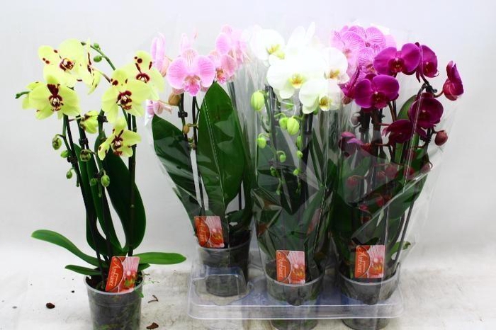 <h4>PHAL EL CASCADE</h4>