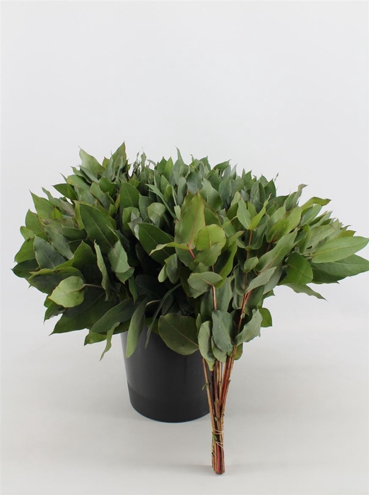 Euca Potlood Robusta 55