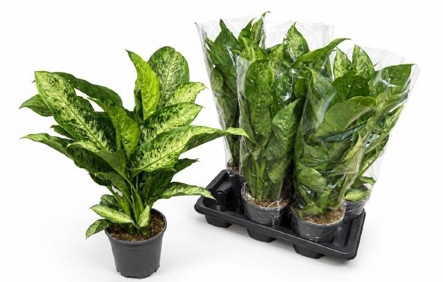 <h4>AG KL OV</h4>