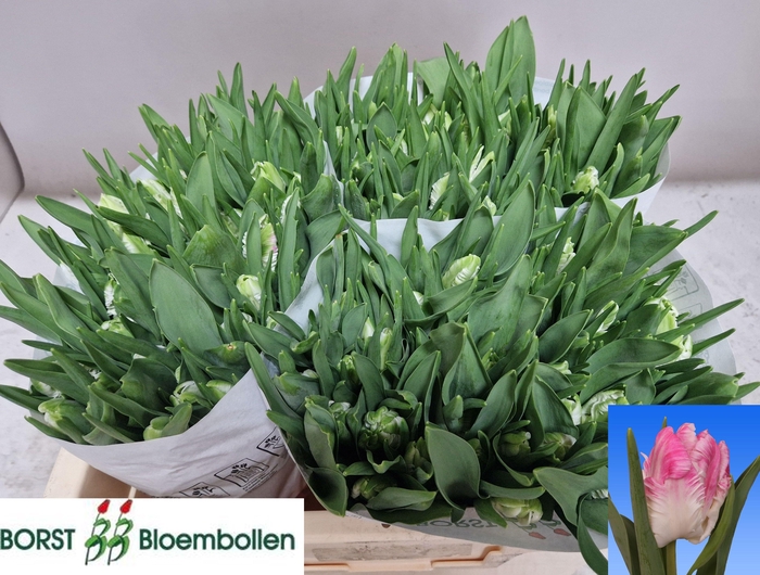 <h4>TU PA CABANNA</h4>