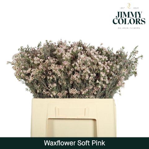 <h4>Waxflower L60 Klbh. Licht roze</h4>