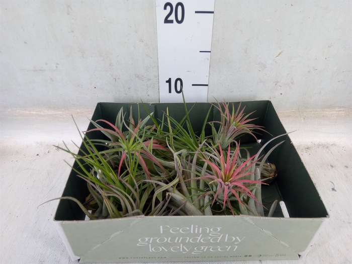 <h4>Tillandsia</h4>