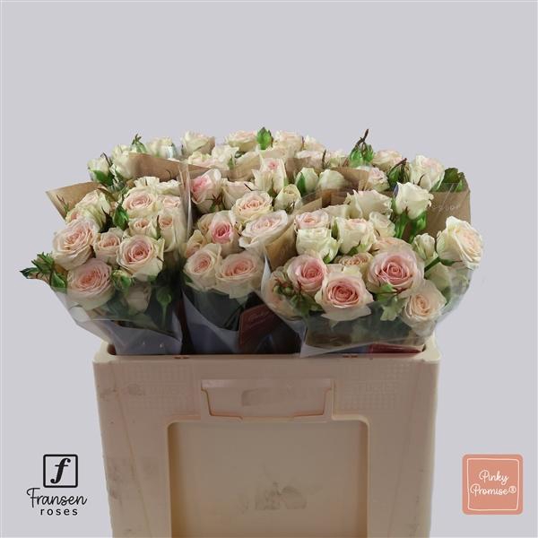 <h4>R TR Pinky Promise 50cm</h4>