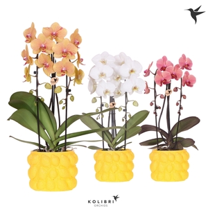 Kolibri Orchids Phalaenopsis Cascade Niagara Fall mix 2 spike in Citrus pot yellow