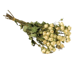 Droogbloemen - Spray Rose White