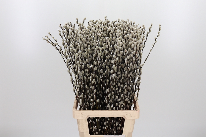 <h4>Salix Ca Snow Flake</h4>