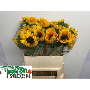 Helian An Orange Fir