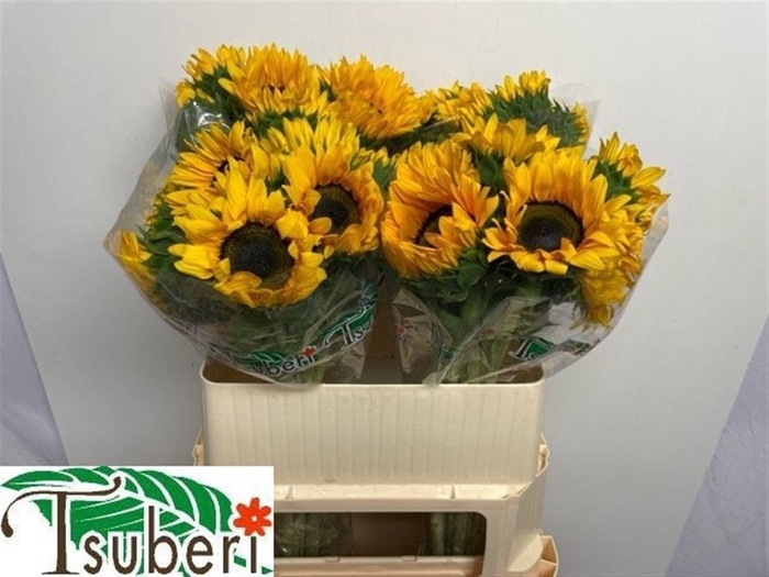 <h4>Helian An Orange Fir</h4>