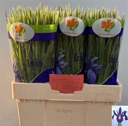 <h4>Iris Blue Magic</h4>
