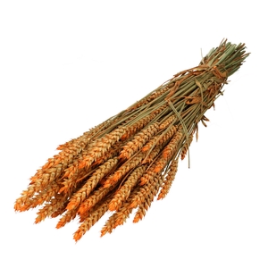 Dried flowers Wheat 60-70cm