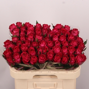 R GR MADAM CERISE