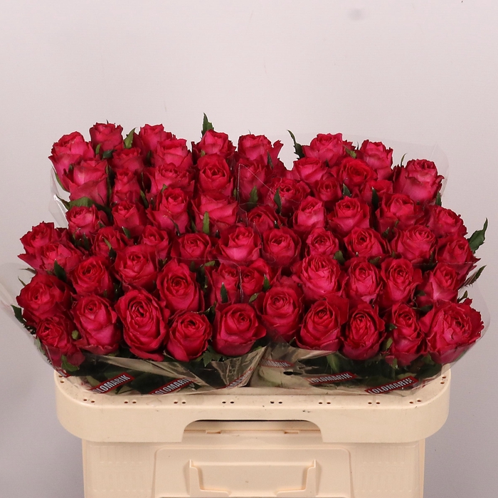 <h4>R GR MADAM CERISE</h4>
