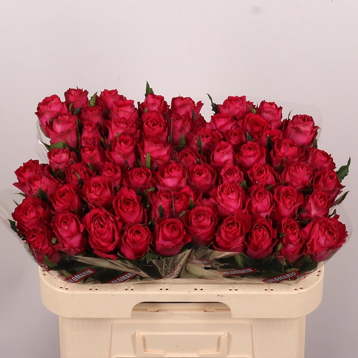 <h4>R GR MADAM CERISE</h4>