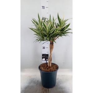 Dracaena refl. ...