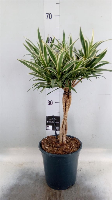 <h4>Dracaena refl.   ...</h4>
