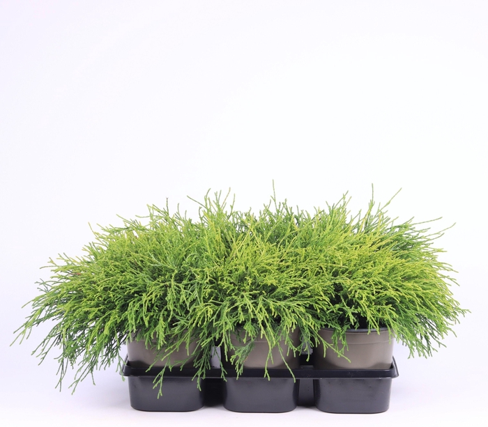 <h4>Chamaecyparis pisifera 'Sungold'</h4>