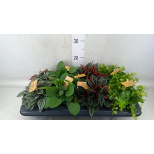 Peperomia   ...mix