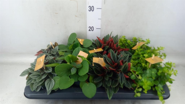 <h4>Peperomia   ...mix</h4>