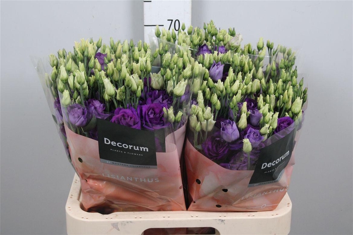 <h4>Eus G Rosi Blue</h4>