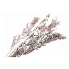 Ruscus Preserved Champagne