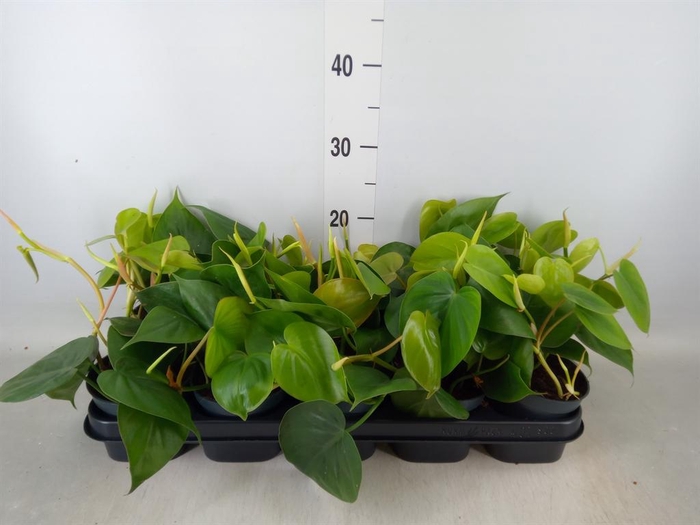 <h4>Philodendron scand.</h4>