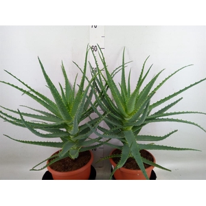 Aloe arborescens
