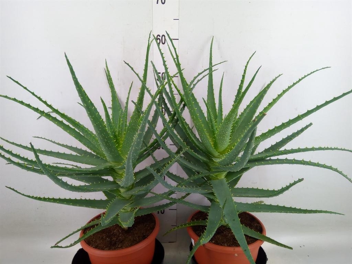 <h4>Aloe arborescens</h4>