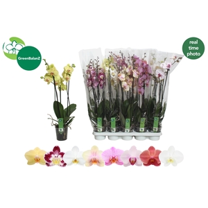PHAL GEM 8 KL