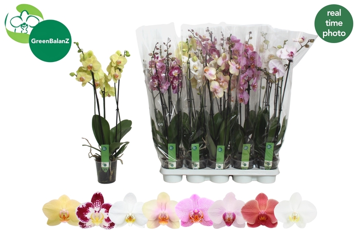 <h4>PHAL GEM 8 KL</h4>