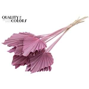 Palm Spear per stem Frosted Pink