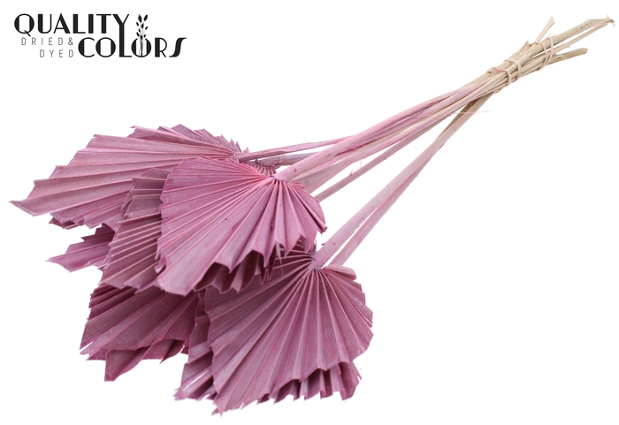 Palm Spear per stem Frosted Pink