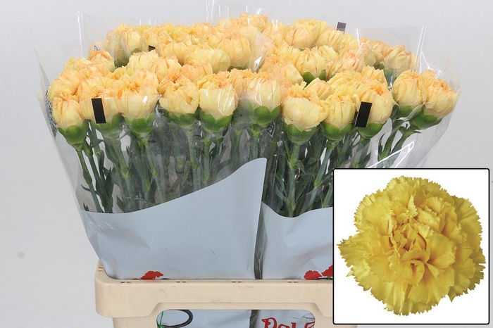 <h4>DI ST REINA ORO</h4>