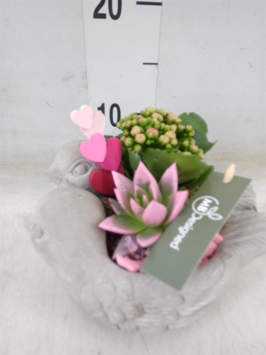 <h4>Arr.    Planten  H%</h4>