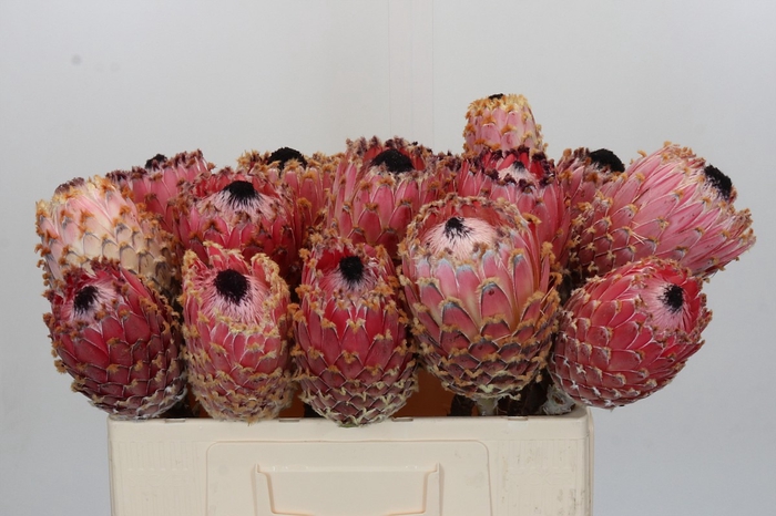 Protea Barbigera No leaves