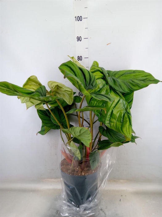 <h4>Philodendron   ...</h4>